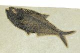 Multiple Fossil Fish (Diplomystus & Knightia) Plate - Wyoming #292364-1
